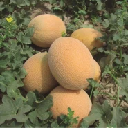 Doğal Ananas Kavun Tohumu - 25 gr