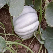 Doğal Kestane Balkabağı Tohumu - 25 gr