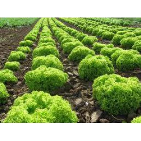 Hobi Doğal Kıvırcık Marul Tohumu - 25 Adet