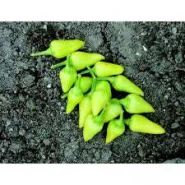 Doğal Konik Biber Tohumu - 250 gr