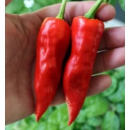 Hobi Doğal Acı Maraş Biberi Tohumu - 50 Adet