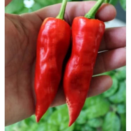 Doğal Acı Maraş Biberi Tohumu - 100 gr Doğal Acı Maraş Biberi Tohumu - 100 gr
