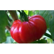 Hobi Doğal Marmande Domatesi Tohumu - 25 Adet 