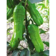 Doğal Mazamort Biber Tohumu - 100 gr 