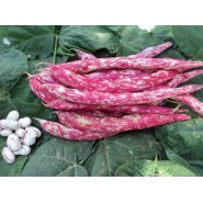 Hobi Doğal Oturak Barbunya Tohumu - 50 Adet 