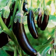 Doğal Patlıcan Tohumu - 250 gr