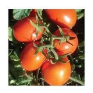 Doğal Rio Grande Domates Tohumu - 25 gr