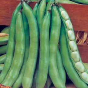 Doğal Sakız Bakla Tohumu - 10 gr 