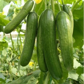Doğal Salatalık Tohumu - 10 Gr