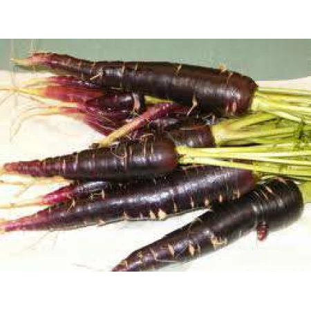 Hobi Doğal Şalgamlık Havuç Tohumu - 50 Adet