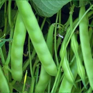 Doğal SarıKız (Oturak) Fasulye Tohumu - 1 kg