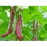 Hobi Doğal Sırık Barbunya Tohumu - 100 Adet