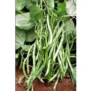 Doğal Sırık Fasulye Tohumu - 1 kg