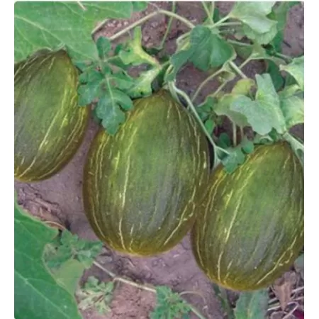 Doğal Siyah Kışlık Kavun Tohumu - 100 gr