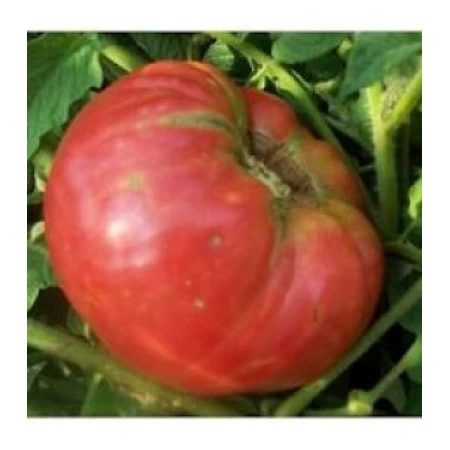 Doğal Süper Yerli İri Domates Tohumu - 500 gr Doğal Süper Yerli İri Domates Tohumu - 500 gr