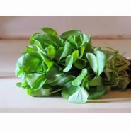 Doğal Tere Tohumu - 50 Adet