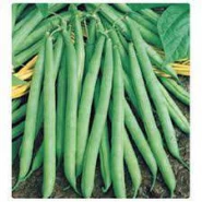 Doğal  Turşuluk Fasulye Tohumu - 500 gr