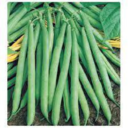 Doğal  Turşuluk Fasulye Tohumu - 1 kg