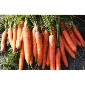 Doğal Turuncu Havuç Tohumu - 10 gr 