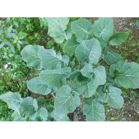 Doğal Yaprak Lahana Tohumu - 100 gr