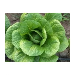 Doğal Yedikule Marul Tohumu - 25 Adet