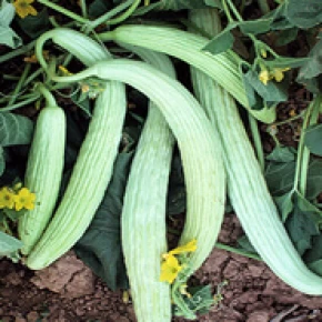 Doğal Yerli Acur Tohumu - 10 gr
