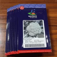Dr F1 Brokoli Tohumu - 2.500 Adet 