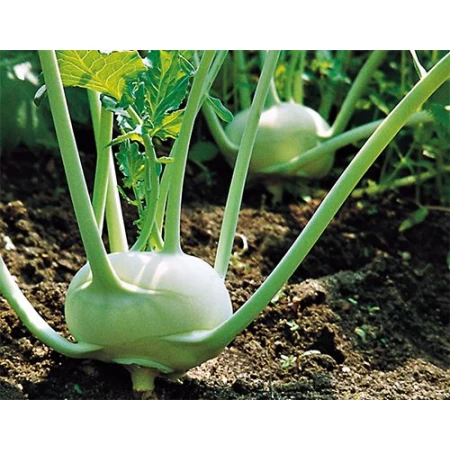 Hibrit Alabaş Tohumu Korist F1 - 2500 Adet