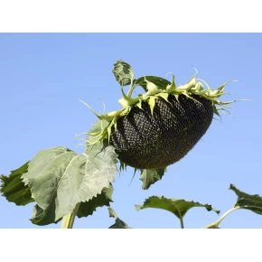 Yağlık Ayçiçeği Tohumu - Kalamis - 10 Kg 