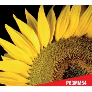 Hibrit Ayçiçeği Tohumu - Pioneer P63MM54 - 10 Kg