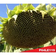 Hibrit Ayçiçeği Tohumu - Pioneer P64LE119 - 10 Kg 