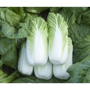 Hibrit Çin Lahanası Tohumu F1 (Erkenci - Uzun boy) - 2.500 Adet 