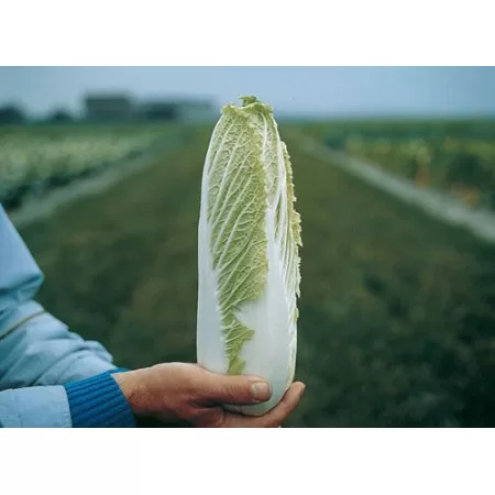 Hibrit Çin Lahanası Tohumu F1 (Gecçi - Uzun boy)  - 2.500 adet