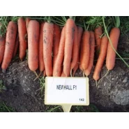 Hibrit Havuç Tohumu F1 (Kışlık - Sofralık) Çeşit 3 - 250.000 Adet Tohum