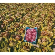 Hibrit Hindiba (Radicchio rosso) Tohumu F1 (Yuvarlak - Kırmızı - Beyaz) Çeşit 2 - 5.000 Adet Tohum