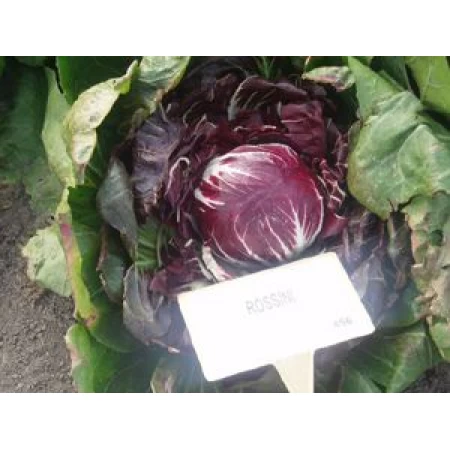 Hibrit Hindiba (Radicchio rosso) Tohumu F1 (Yuvarlak - Kırmızı - Beyaz) Çeşit 7 - 5.000 Adet Tohum