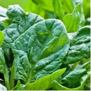 Hibrit Ispanak Tohumu - Allouette F1 - 1.000.000 Adet Tohum