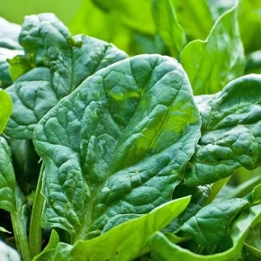 Hibrit Ispanak Tohumu - Allouette F1 - 1.000.000 Adet Tohum