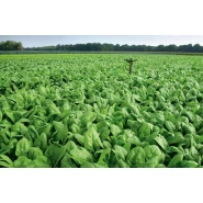 Hibrit Ispanak Tohumu F1 (Bahar - Kışlık) - 50.000 Adet Tohum