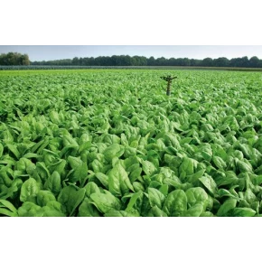 Hibrit Ispanak Tohumu F1 (Bahar - Kışlık) - 50.000 Adet Tohum