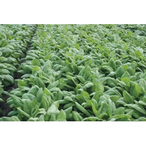 Hibrit Ispanak Tohumu F1 (Bahar - Kışlık) Çesit 2 - 50.000 Adet Tohum