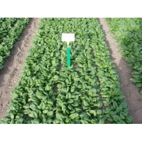 Hibrit Ispanak Tohumu F1 (Bahar - Kışlık) Çesit 3 - 50.000 Adet Tohum