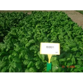 Hibrit Ispanak Tohumu F1 (Bahar - Kışlık) Çesit 4 - 50.000 Adet Tohum