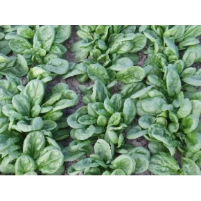 Hibrit Ispanak Tohumu F1 (Bahar - Kışlık - Sanayi tipi) - 50.000 Adet Tohum