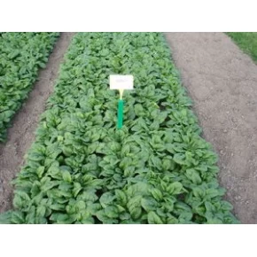 Hibrit Ispanak Tohumu F1 (Bahar-Kışlık-Sanayi tipi) Çeşit 2-50.000 Adet