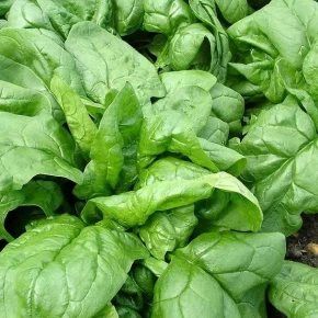 Hibrit Ispanak Tohumu Calle F1 - 50.000 Adet