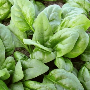 Hibrit Ispanak Tohumu Calle F1 - 50.000 Adet