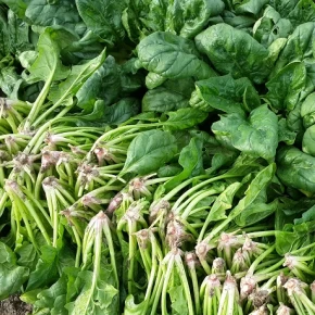 Hibrit Ispanak Tohumu- Catrina F1 - 1 Kg