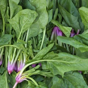 Hibrit Ispanak Tohumu - COOK F1 - 1.000.000 Adet Tohum