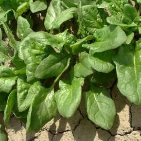 Hibrit Ispanak Tohumu Cwero F1 - 500 Gr